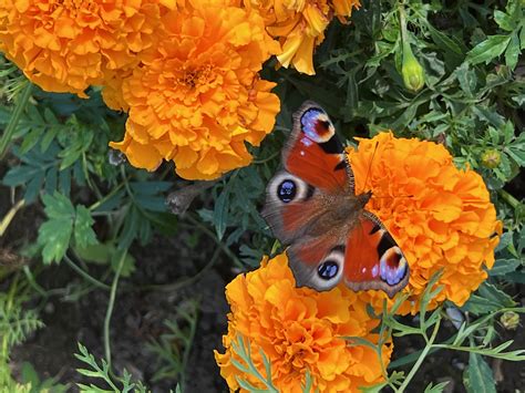 Tracking wildlife sightings — Simon Cooksey Blog