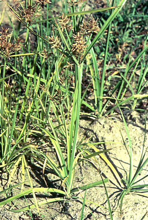 Nutsedge, yellow (Cyperus esculentus) and purple (Cyperus rotundus) | Pacific Northwest Pest ...