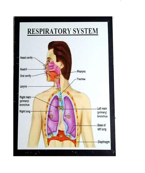 How Does The Respiratory System Work Easy Explanation - Free Worksheets Printable