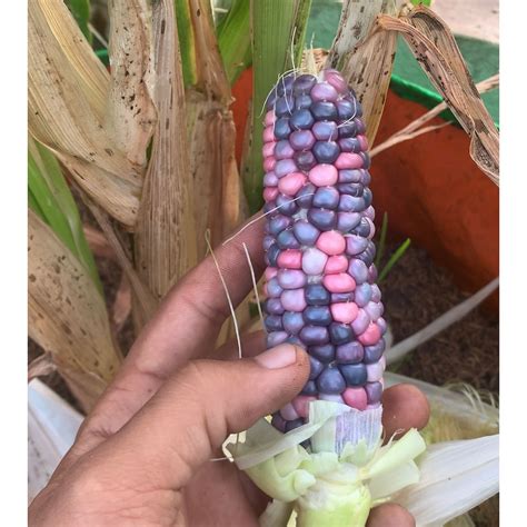 Hopi Blue x Pink corn | O' naturale