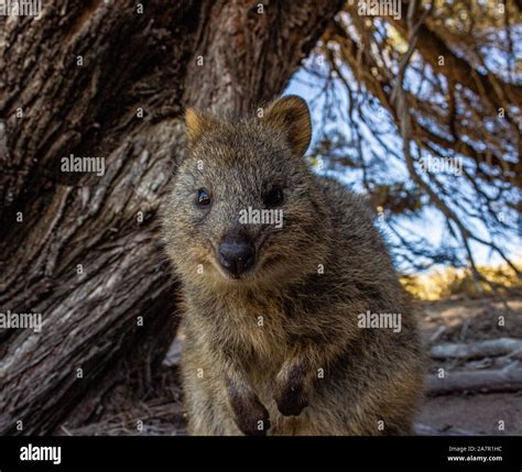 Australian Quokka on rottnest island, Perth, Australia Stock Photo - Alamy - where to see quokkas in australia