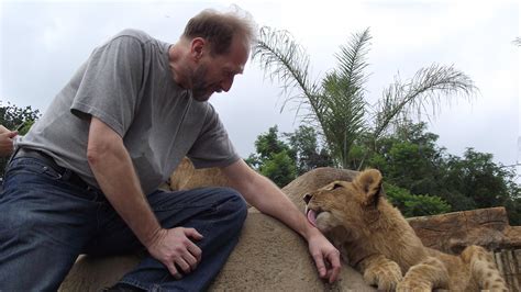 Lion tongues are soft, not like scratchy cat tongues. : r/pics