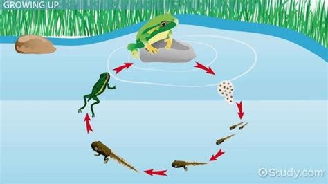 Image result for Assignment of Reproduction Class 8