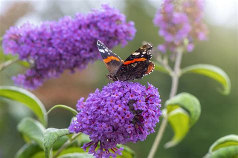 Purple Flowering Shrubs Bushes
