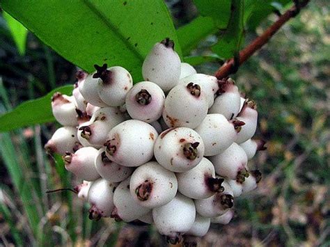 Arlo Gardens Tropical Fruit Live Plant - Dwarf Rare Syzygium zeylanicum ...