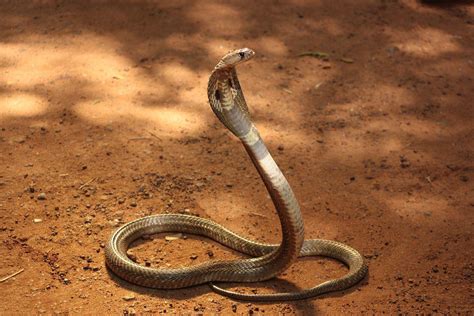 世界上最“肥”的毒蛇,体型硕大却能“秒杀”眼镜王蛇|加蓬|蝰|眼镜王蛇_新浪新闻
