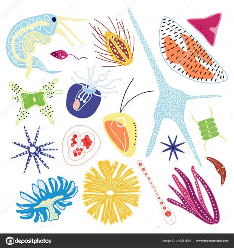 Zooplankton Drawing