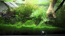 plante d eau entretien et taille des plantes d aquarium ada nature plante d eau entretien et taille des plantes d aquarium ada nature