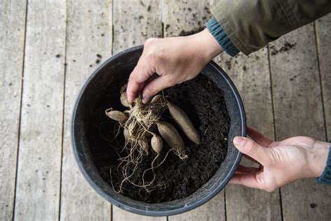 Dahlia Tubers How To Plant | The Tube