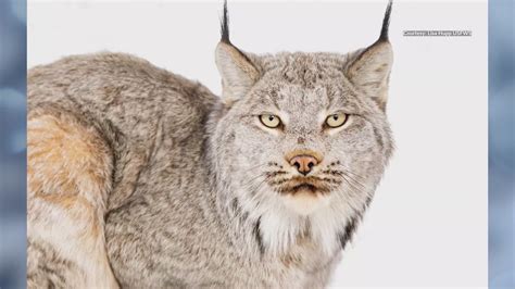 New Mexico proposed as protected habitat space for Canada Lynx – KRQE ...