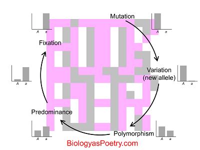 Image result for Role Fixation