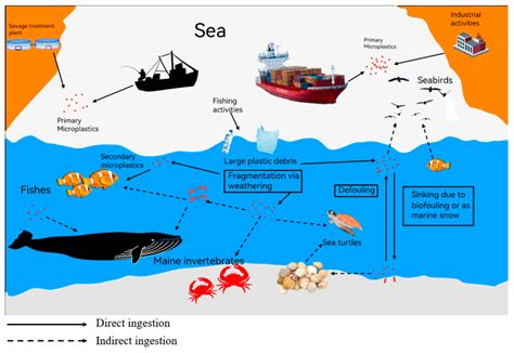 A Review of Sources, Hazards, and Removal Methods of Microplastics in ...