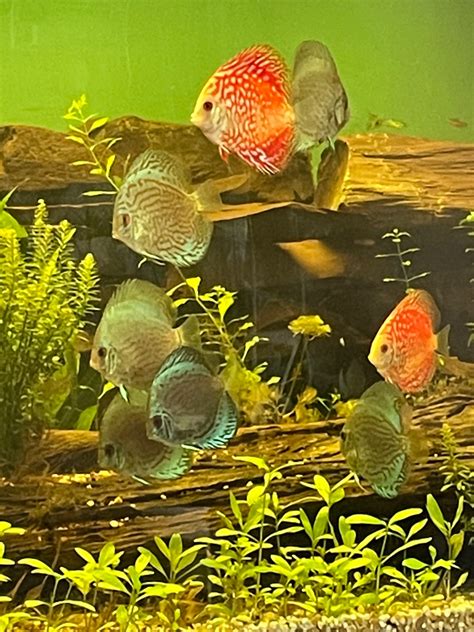 Discus Tank 的图像结果