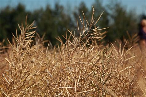 Canola Seed Pod at Angela Hagberg blog