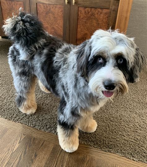 Full Grown Mini Aussiedoodle