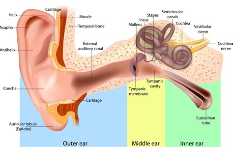Eustachian Tube Dysfunction- ETD | ENT Doctor near me - length of eustachian tube