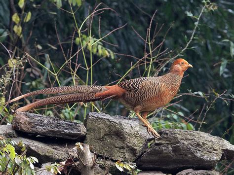 Red Golden Pheasant
