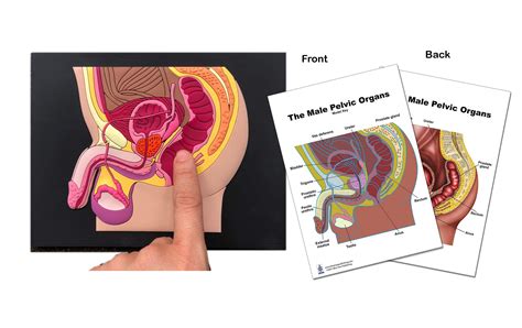 Image result for Male Reproductive System Torso Model