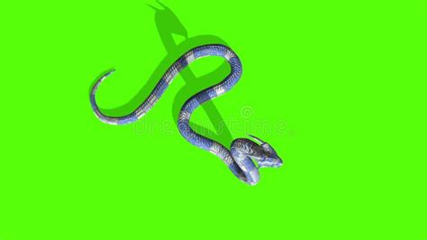 Image result for python green screen