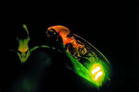萤火虫结构图,萤火虫示意图,萤火虫的_大山谷图库