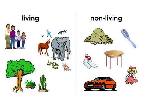 SONU ACADEMY: WEB OF LIFE- TEXT