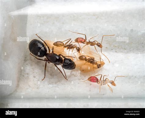 Queen Ant Eggs