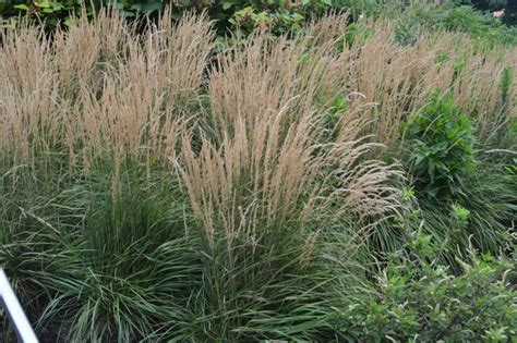 Calamagrostis × acutiflora 'Karl Foerster' - Feather Reed Grass ...