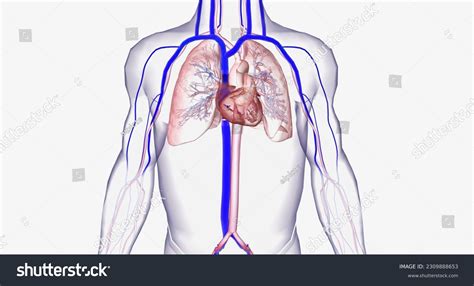 Cardiovascular System 的图像结果