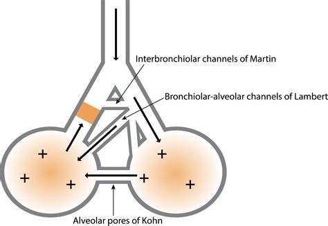 The active cycle of breathing technique - Bronchiectasis