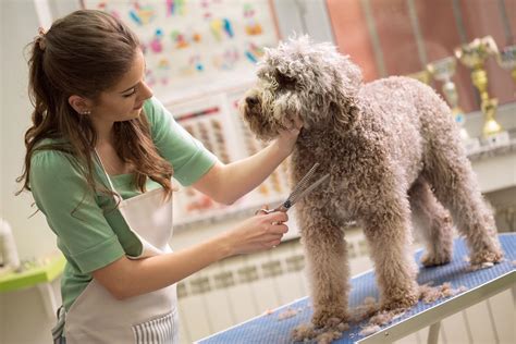 How to Become a Dog Groomer: A Fun Career With Flexible Hours ...
