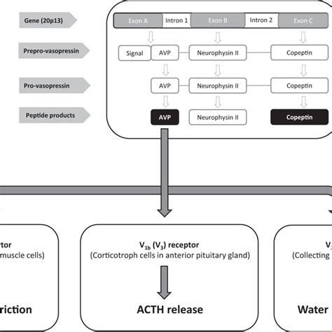 Image result for AVP LoadModule