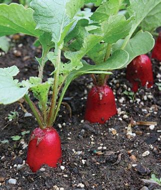 home & garden > plants > seeds – TrustBasket