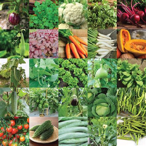 Pyramid Seeds Indian Vegetable Seeds Bank For Home Garden 25 Varieties ...