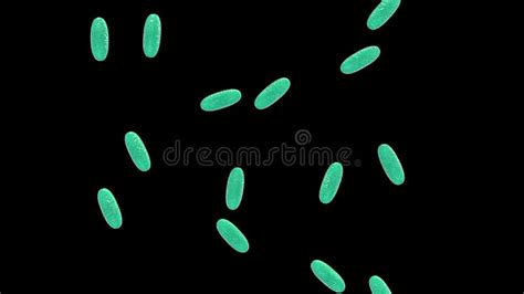 Image result for Bacteria Reproduction Animation