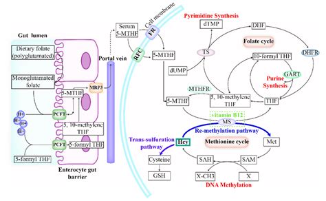 Image result for Folate Function