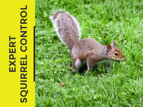 Image result for Squirrel Control