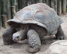 tortoise 的图像结果