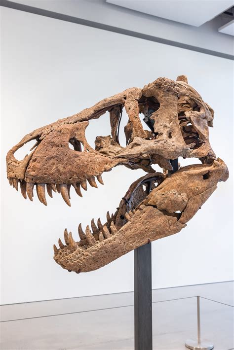 One of the Most Complete T. Rex Skulls Ever Found May Fetch $20 Million ...