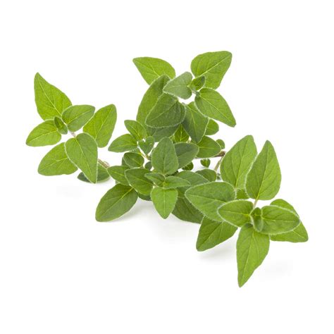 Marjoram – GardenGuru