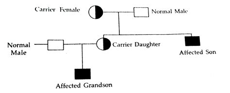 A cross between a normal couple resulted in a son who was haemophilic ...
