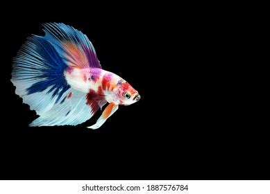 Fish Swim 的图像结果