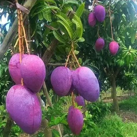 DNOTRO Live Amba fruit plant Grafted hybrid Mango : Amazon.in: Garden ...