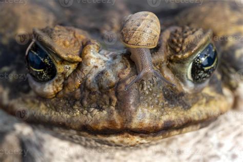 The cane toad, - the giant neotropical toad or marine toad, is a large, terrestrial true toad ...