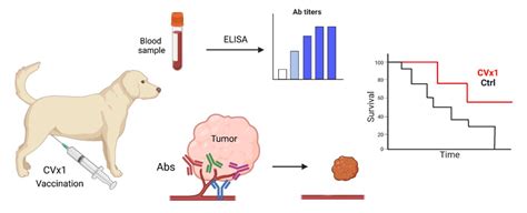 Vaccination against Extracellular Vimentin for Treatment of Urothelial ...