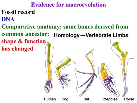 Image result for Macroevolution Fossils