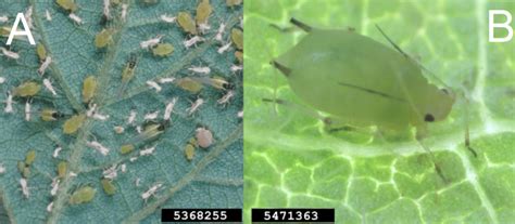 Piercing Insect 的图像结果