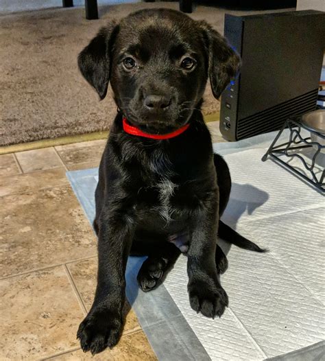 Black Lab/Aussie Shepherd Mix at Delia Hairston blog
