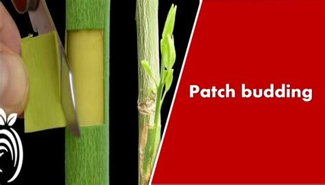 Image result for Methods of Budding