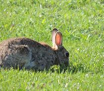 Image result for Wild Rabbit Colours