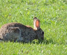 Image result for Wild Rabbit House